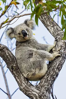 Images Dated 18th January 2017: Wild Koala, Magnetic Island. Townsville, Queensland, Australia