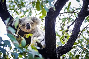 Images Dated 18th January 2017: Wild Koala, Magnetic Island. Townsville, Queensland, Australia
