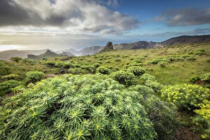 Images Dated 16th May 2023: Wild landscape with Euphorbia and agave near Barranco del Cabrito, La Gomera, Canary Islands, Spain