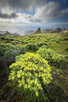 Agave Prints: Wild landscape with Euphorbia and agave near Barranco del Cabrito