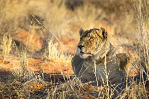 Wild lioness portrait, Kalahari desert, Namibia, Africa