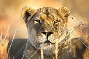 Images Dated 12th October 2017: Wild lioness portrait, Kalahari desert, Namibia, Africa