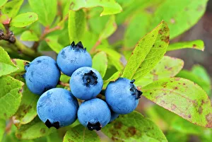 Fruits Prints: Wild Low Bush Blueberry (Vaccinium angustifolium), Sudbury, Ontario, Canada