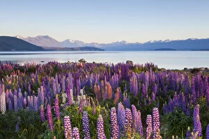 Images Dated 2014 March: Wild lupins, Lake Tekapo, Mackenzie Country, Canterbury, South Island, New Zealand
