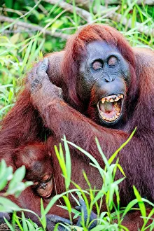 Images Dated 28th February 2023: Wild Orangutan with baby in Tanjung Puting National Park, Kalimantan Indonesia