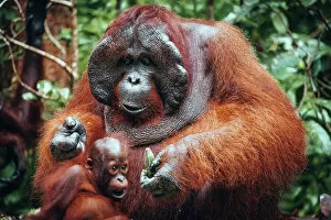 Images Dated 28th February 2023: Wild Orangutan with baby in Tanjung Puting National Park, Kalimantan Indonesia