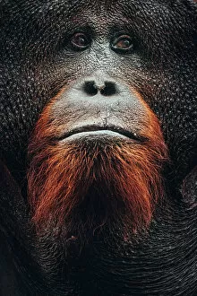 Images Dated 28th February 2023: Wild Orangutan close up portrait, Tanjung Puting National Park, Kalimantan Indonesia