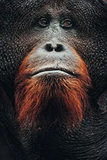Primate Prints: Wild Orangutan close up portrait, Tanjung Puting National Park, Kalimantan Indonesia