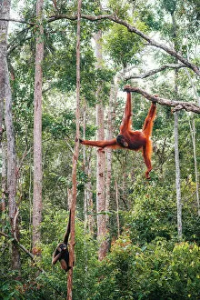 Images Dated 28th February 2023: Wild Orangutan and Gibbon in Tanjung Puting National Park, Kalimantan Indonesia