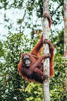 Images Dated 28th February 2023: Wild Orangutan in Tanjung Puting National Park, Kalimantan Indonesia