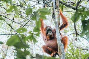Images Dated 28th February 2023: Wild Orangutan in Tanjung Puting National Park, Kalimantan Indonesia