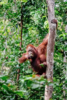 Images Dated 28th February 2023: Wild Orangutan in Tanjung Puting National Park, Kalimantan Indonesia