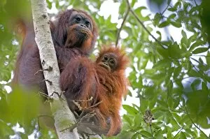 Biodiversity Collection: Wild orangutans in arboral settings in rainforest near Sepilok