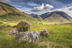 Rhododendron Prints: Wild rhododendron in Glen Etive, Highlands, Scotland, Great Britain