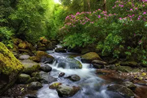 Shrubs Prints: Wild rhododendron shrubs surround Torc brook in Killarney National Park