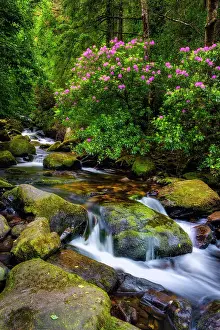 Shrubs Prints: Wild rhododendrons shrubs surround Torc brook in Killarney National Park