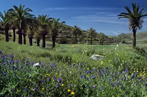 Hill Side Prints: Wild spring flowers flank palm groves and terraced fields on La Gomera