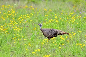 Camouflage Prints: Wild Turkey (Meleagris gallopavo), Willow City, Texas, USA