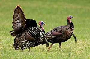 Wild turkey (Meleagris gallopavo), Tom displaying in meadow, Great Smoky Mountains National Park, Tennessee, USA
