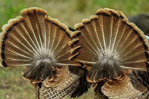 Gamebirds Prints: Wild Turkey (Meleagris gallopavo), Resaca De La Palma State Park, Brownsville, Texas, USA