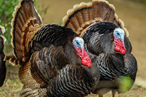 Gamebirds Prints: Wild Turkey (Meleagris gallopavo), Resaca De La Palma State Park, Brownsville, Texas, USA