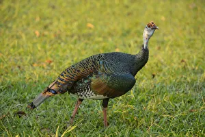 Peten Prints: Wild Turkey, Peten, Mundo Maya, Guatemala, Central America