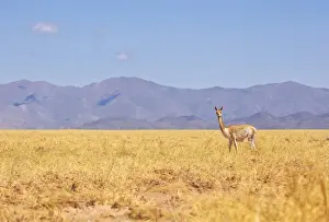 Solitary Prints: A wild vicuna near the Salinas Grandes salt flat at 3450 mt of altitude, Jujuy, Argentina