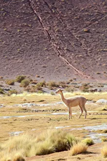 Cordillera Prints: A wild vicuna in the vega colorada (oasis in the middle of a dry landscape)