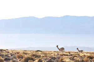 Atacama Prints: Wild vicunas in the Andes mountains