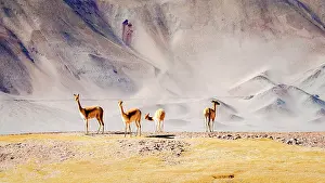 Camelid Prints: Wild vicunas, Puna, Argentina