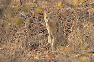 Ranthambore Prints: Wildcat, Ranthambore National Park, Rajasthan, India, Asia