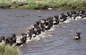 Mass Prints: Wildebeest