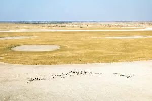 Images Dated 27th August 2021: Wildebeest Herd, Makgadikgadi Salt Pans, Botswana