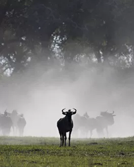 Dust Gallery: Wildebeest, Okavango Delta, Botswana