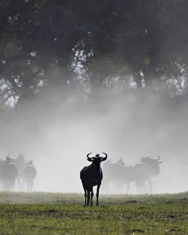 Dust Gallery: Wildebeest, Okavango Delta, Botswana