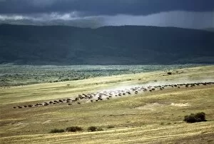 African Wildlife Gallery: Wildebeest stampede plains of the Ngorongoro Highlands