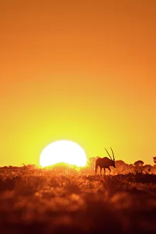 Kalahari Prints: Wildebeest at sunset, Makgadikgadi Salt Pans, Botswanasky