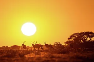 Kalahari Prints: Wildebeest at sunset, Makgadikgadi Salt Pans, Botswanasky