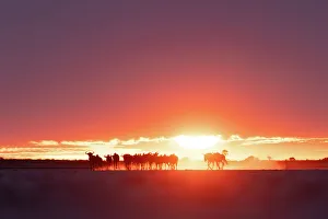 Kalahari Prints: Wildebeest at sunset, Makgadikgadi Salt Pans, Botswanasky