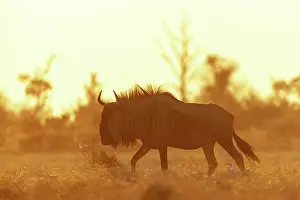 Wildebeest Prints: Wildebeest walking through golden plains with cattle egrets between the legs