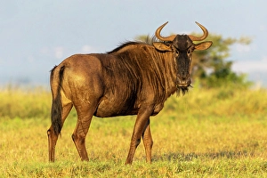 Wildebeest Prints: Wildebeest, Zimanga Private Game Reserve, Natal, South Africa