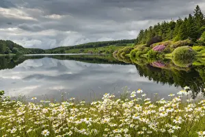 Wildflower daisies on the banks of Kennick Reservoir in Dartmoor National Park, Devon