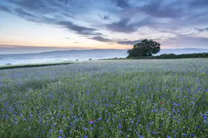 Arable Prints: Wildflower meadow with Corn Chamomile (Chamaemelum nobile)