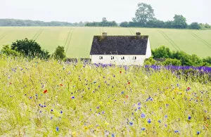 Images Dated 28th August 2014: Wildflower meadow and lavender fields, Cotswolds, Worcestershire, UK