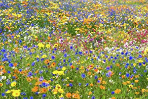 Images Dated 9th May 2023: Wildflower meadow, London, England