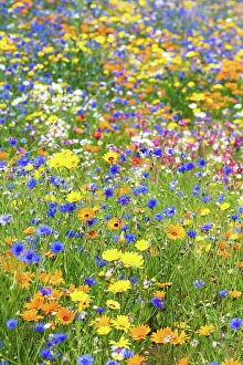 Images Dated 9th May 2023: Wildflower meadow, London, England