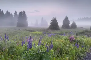Sachsen Prints: Wildflower meadow with lupine in the Erzgebirge (Ore Mountains), Saxony, Germany, Europe