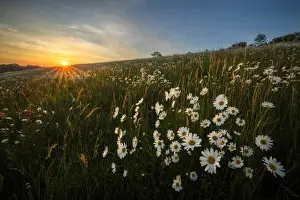 Wildflower meadow with Ox-eye daisy (Leucanthemum vulgare), Hardington Moor NNR, Yeovil