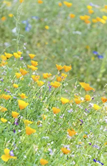 Wildflower meadow in Westgate Gardens, Canterbury, Kent, England