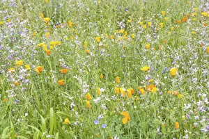 Fresh Gallery: Wildflower meadow in Westgate Gardens, Canterbury, Kent, England
